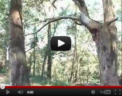 CapturFiles Jul 31 2012 11.25.20 Paisagismo no Youtube